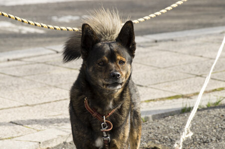 1 Dog