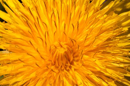 Beautiful Flowers bloom blooming