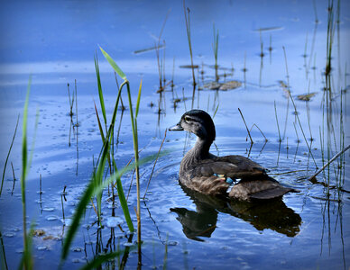 Wild Duck Swimming on a Lake photo