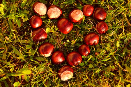 Chestnut flora foliage