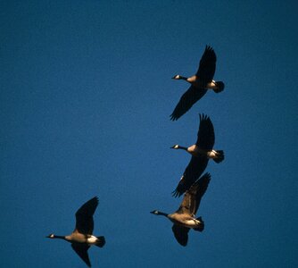 Array canada geese photo