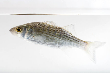 Hybrid striped bass-1