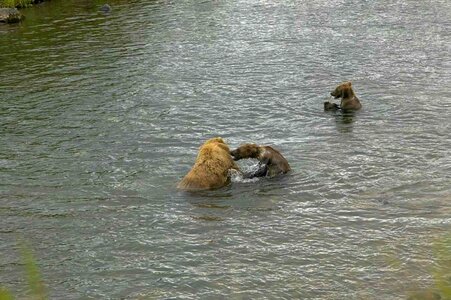 Bear playing river