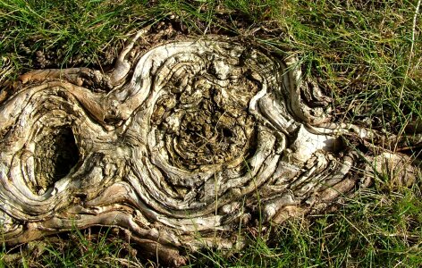 Chopped stub decayed