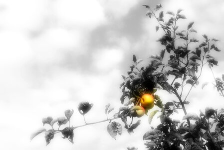 Tree fruit season photo