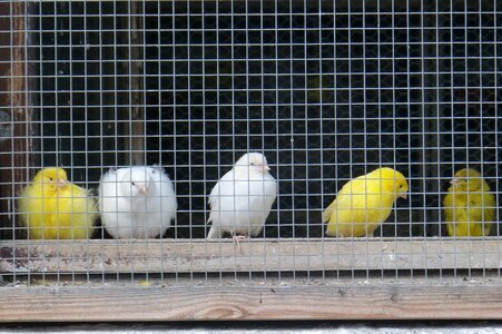 Yellow white cage photo