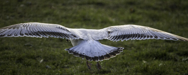 Backside of a seagull photo