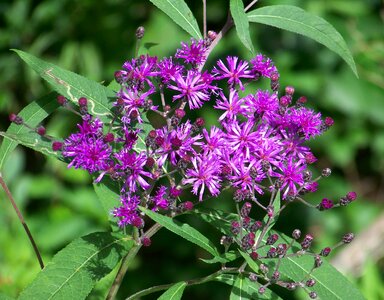 Purple plant flora
