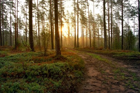 Autumn dusk fog photo