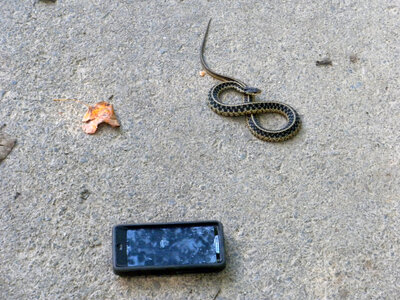 Snake and I-phone