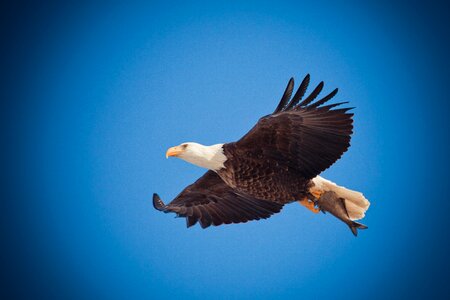 Bird nature bald