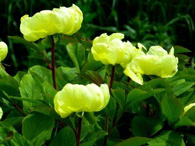 Nature flora blossom