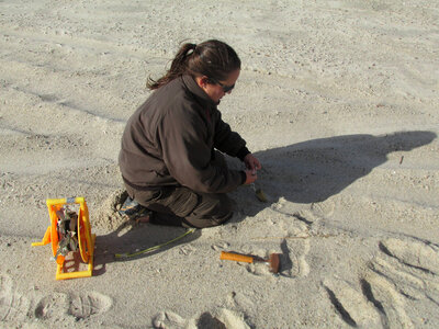 Red Knot cannon netting on Cape Cod-1 photo