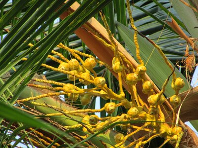 Plant natural botanical