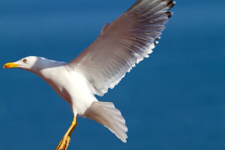 Sea-gull wings fly