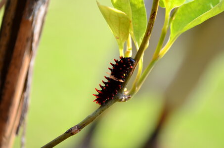 Common Rose Caterpillar
