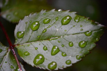 Dark Green daylight detail photo