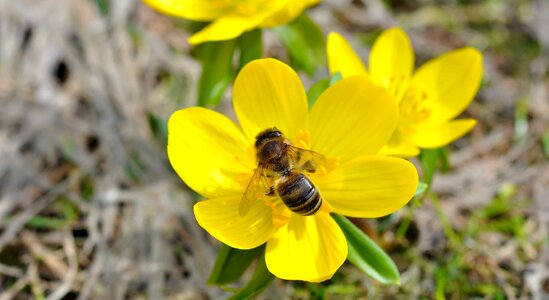 Animal arthropod beautiful flowers