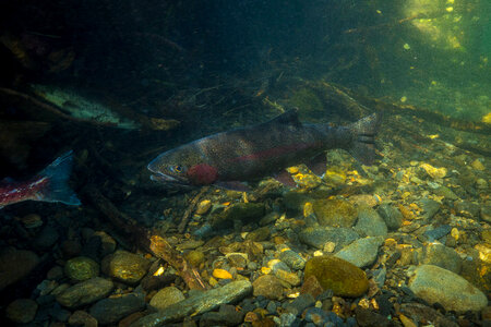 Rainbow trout-2