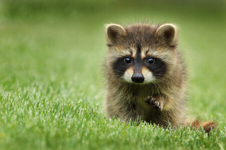 Cute Baby Raccoon on the Grass photo