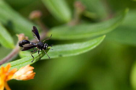 Insect on butterfly weed