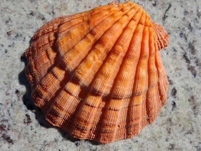 Orange luck mar