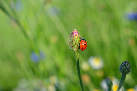 Meadow nature flower