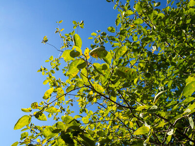 Leaves on Tree Over Blue Sky photo