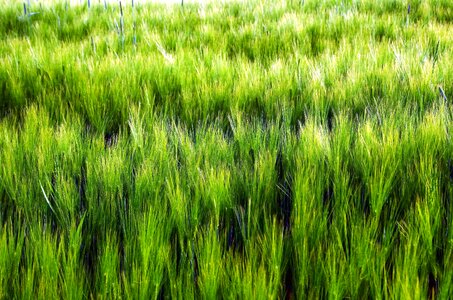 Crop farming field