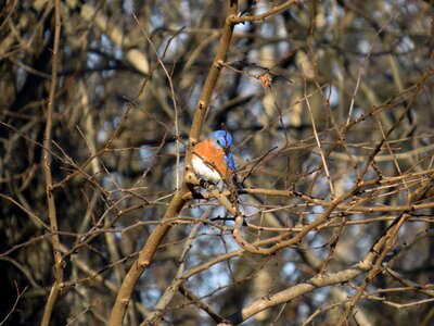 Animal bird forest