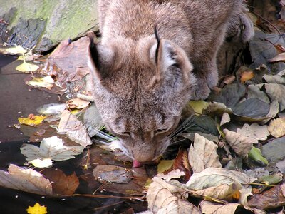 Big cat drink water