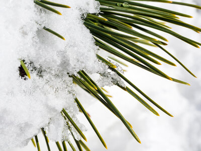 Snow and Ice on Green Pine Leaves photo