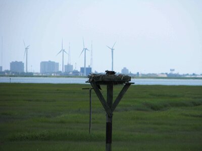 Bird city coast