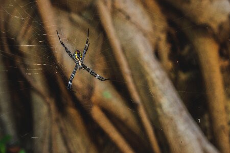 Animal arthropod brown