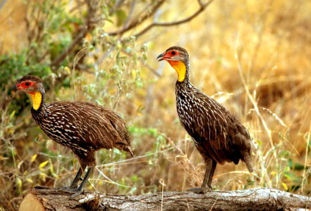 African bird family