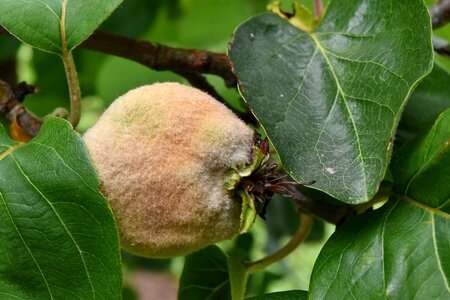 Detail fruit tree green leaves photo