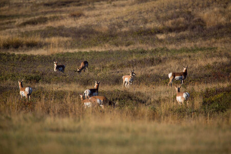 Pronghorn Antelope family group-1