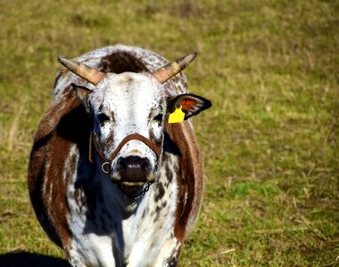 Agriculture animal beef
