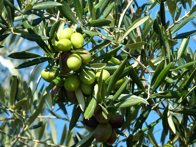 Green olives drupes food photo