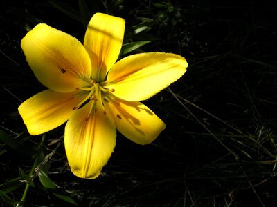 Summer flower nature the ant