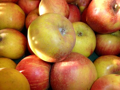 Red boskoop fruit market