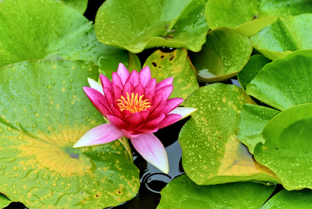 Spring plants beauty