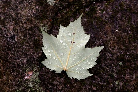 Autumn autumn season dark green photo