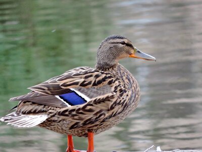 Outdoor poultry wildlife photo