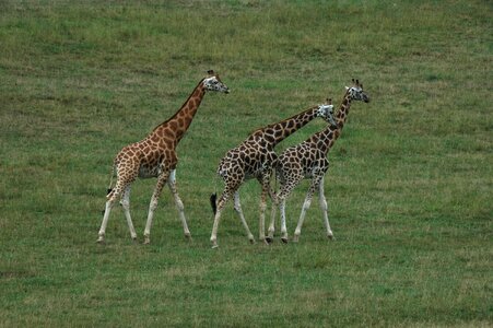 Animals giraffes fauna