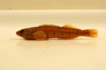 Percina caprodes