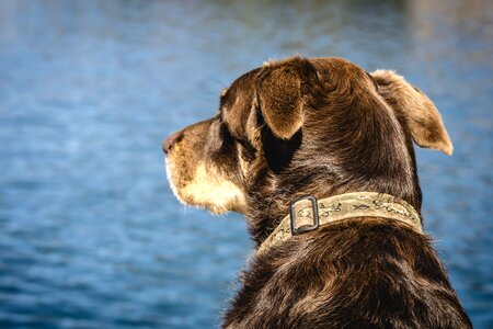 Animal beautiful photo brown