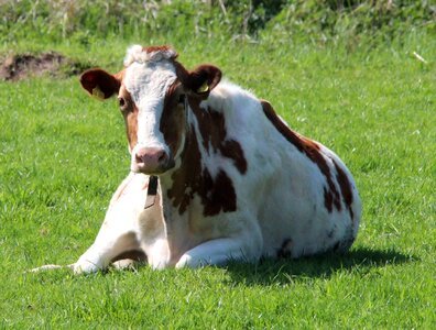 Holstein cow milk cow cattle