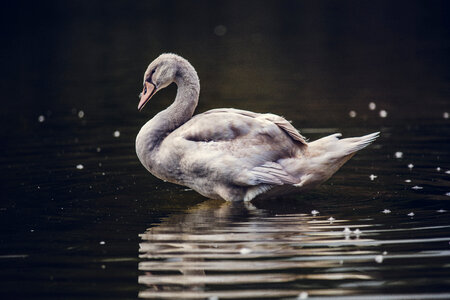 Swan Floating on the Water photo