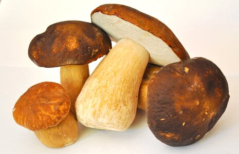 Mushroom porcini mushrooms forest